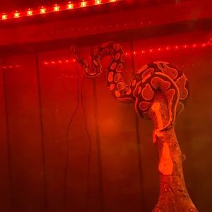 Meet your Posher, Cody